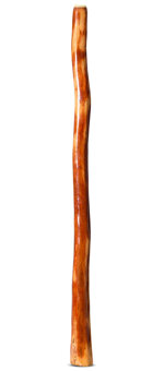 Gloss Finish Bloodwood Didgeridoo (TW1525)
